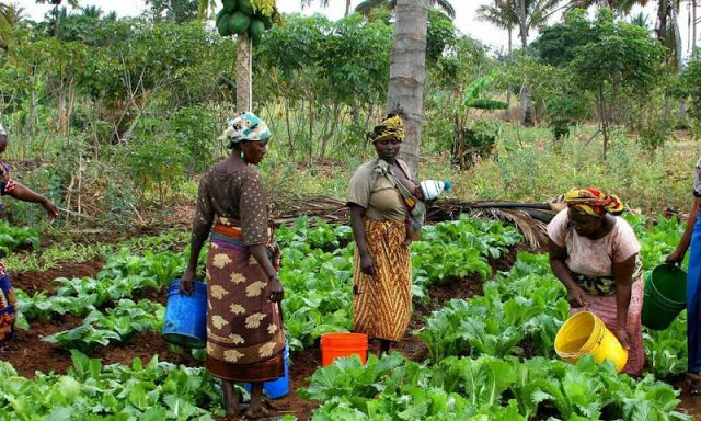 https://hustle24.com.ng/wp-content/uploads/2019/10/farm-crowdy.jpg